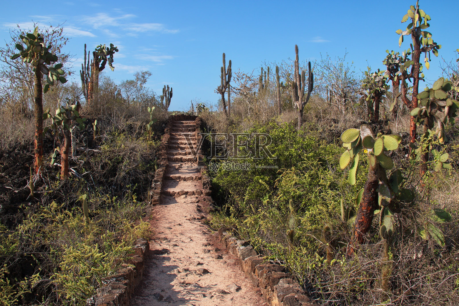 南美洲厄瓜多尔加拉帕戈斯群岛圣克鲁斯岛上的阿约拉港，徒步前往拉斯格里塔斯的自然风光照片摄影图片