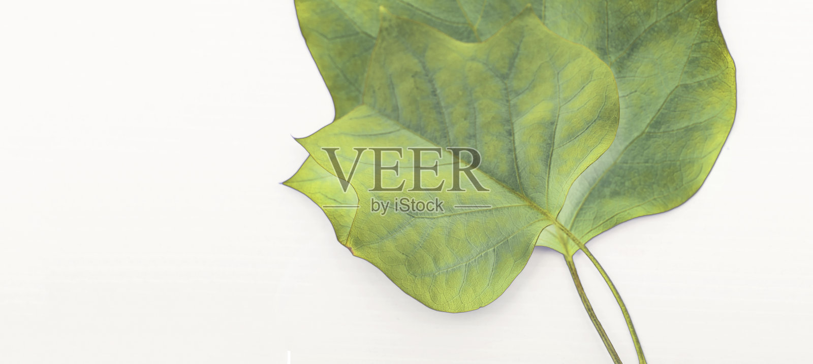 白底郁金香树的叶子照片摄影图片