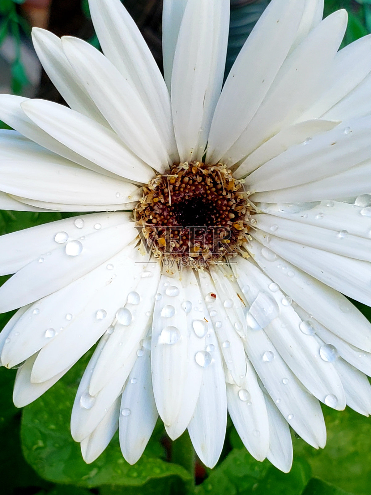 Gerber雏菊的白色黄色的雨滴绿色的叶子开花照片摄影图片