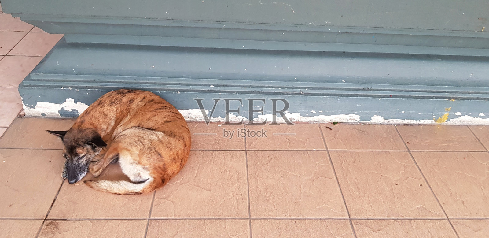 棕色的狗在地板上睡觉照片摄影图片