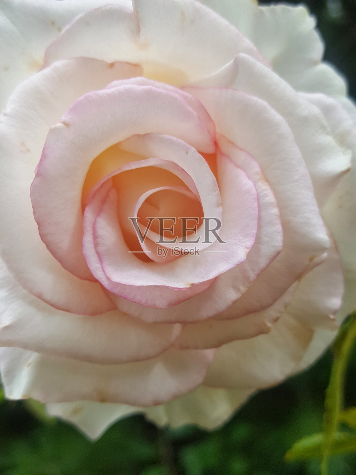 难忘的月光石玫瑰人像照片摄影图片