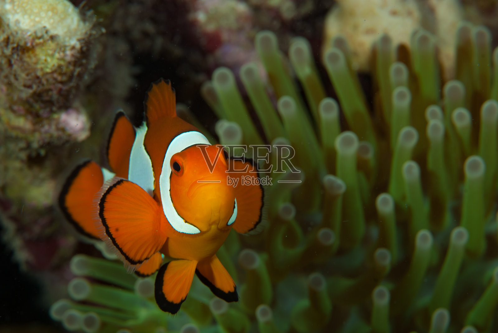 西海葵鱼照片摄影图片