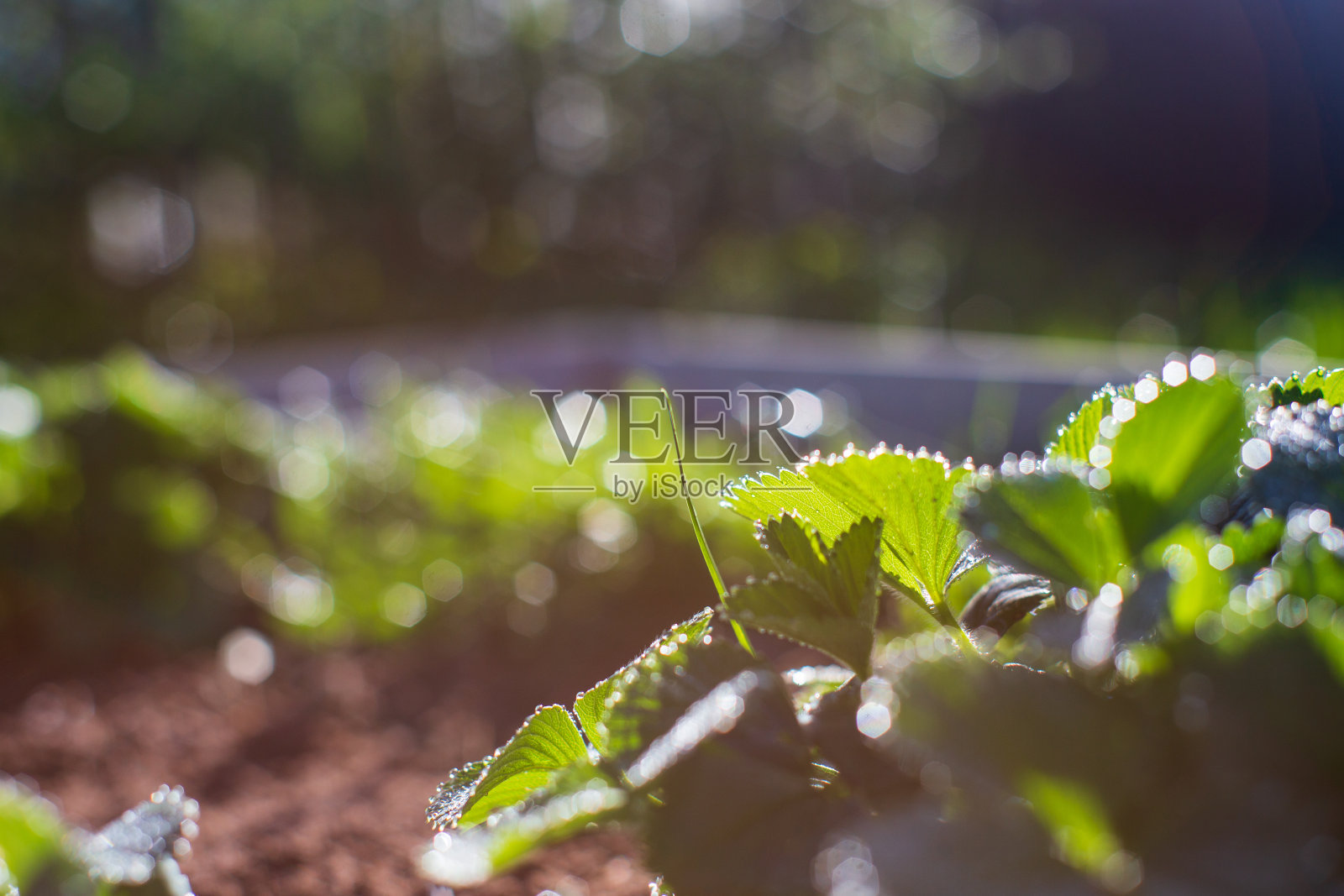 在土壤中种植的草莓在阳光下成熟。耕地长满了嫩芽。种植在床上的农业植物照片摄影图片