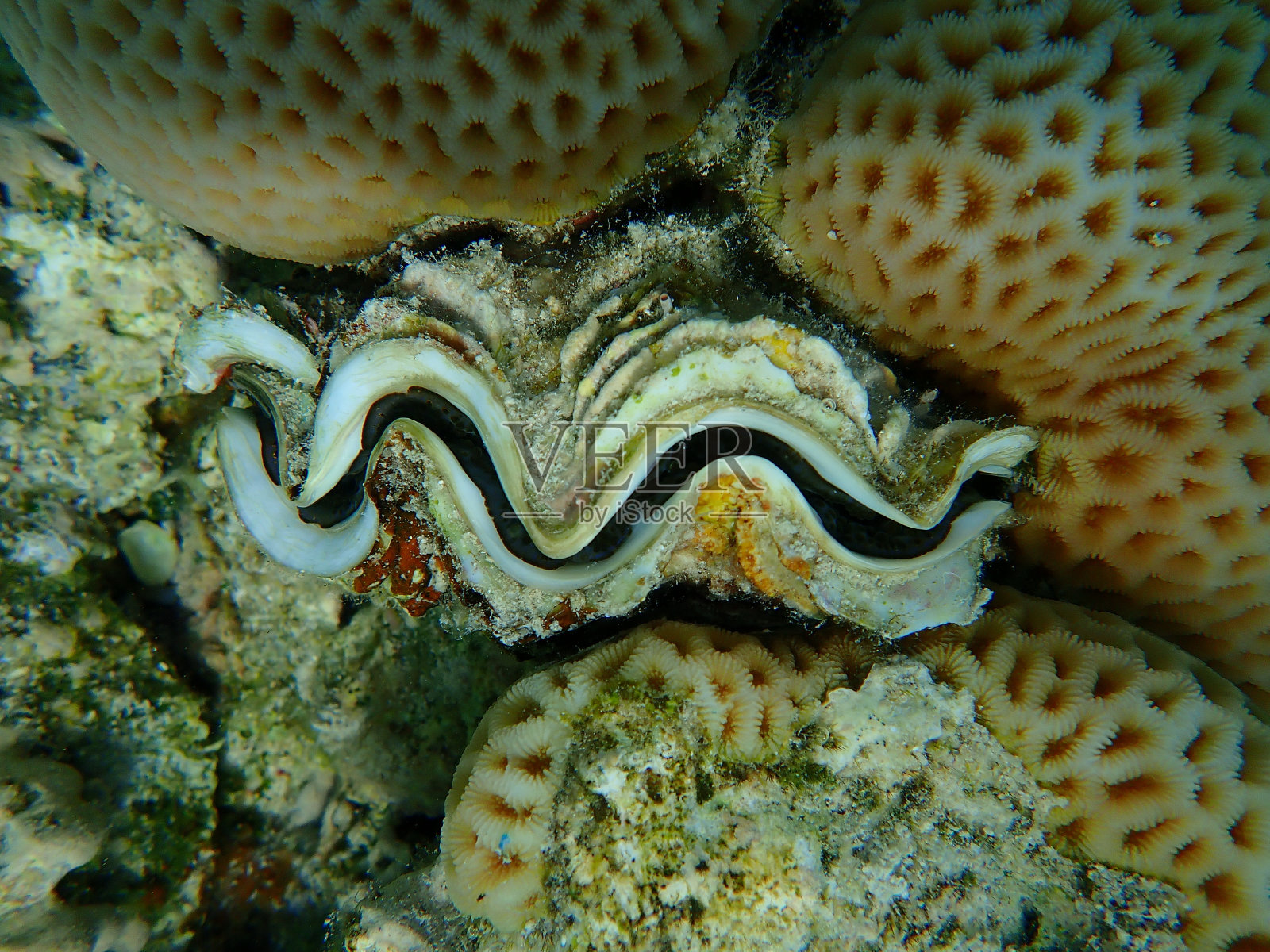 红海海底的砗磲照片摄影图片