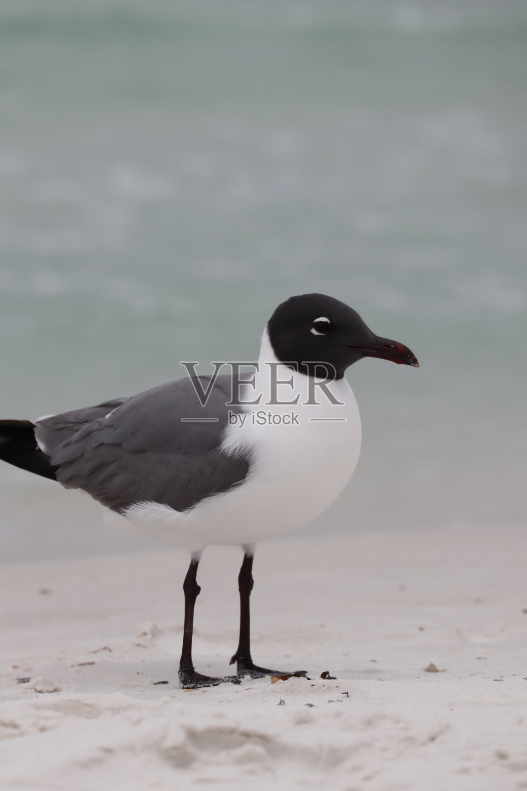 海岸野生动物照片摄影图片