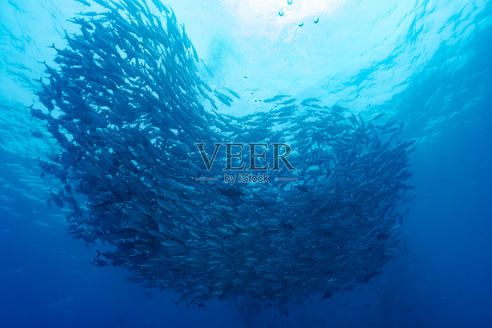 六带鲹照片摄影图片