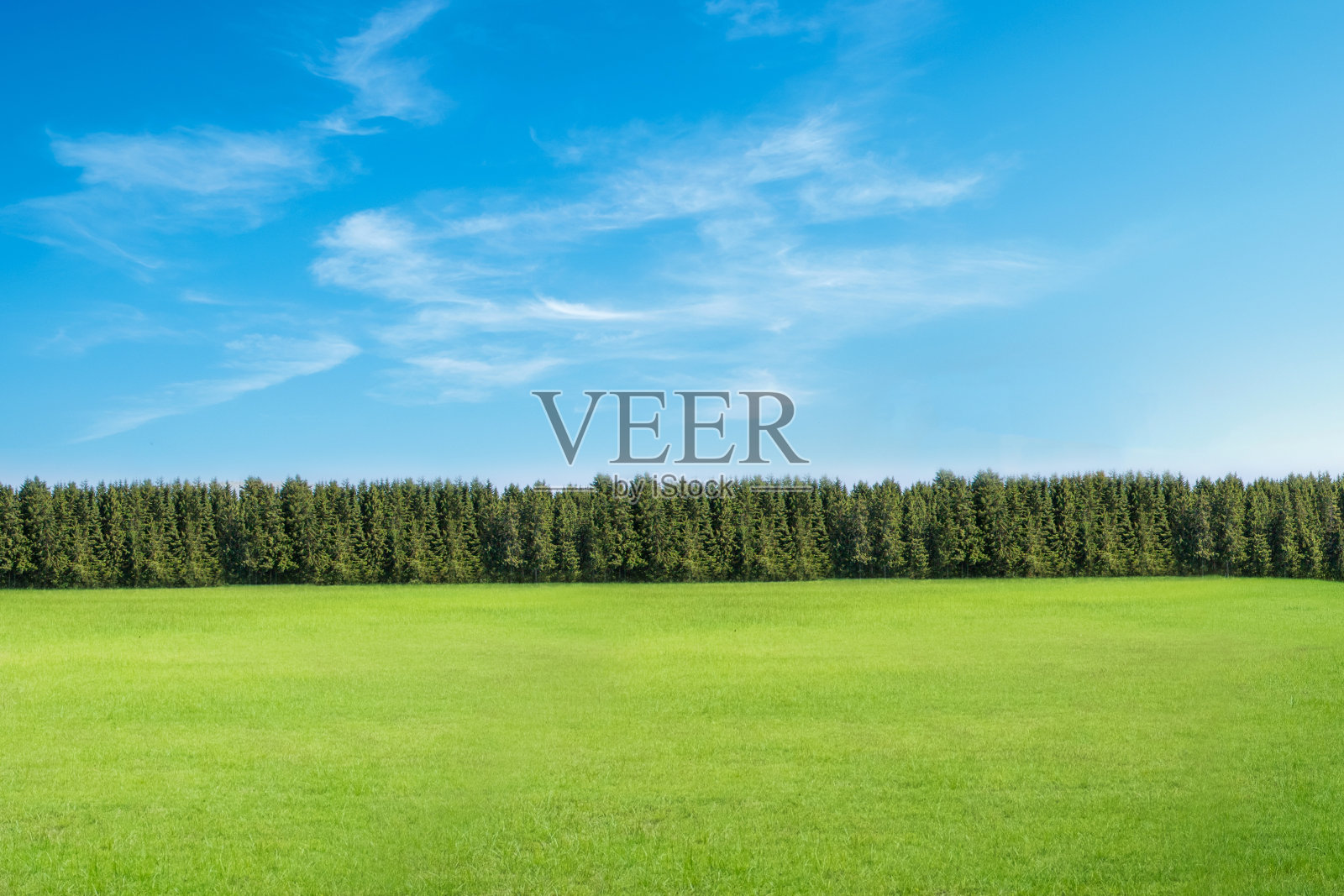 以蓝天为背景的松林景观照片摄影图片