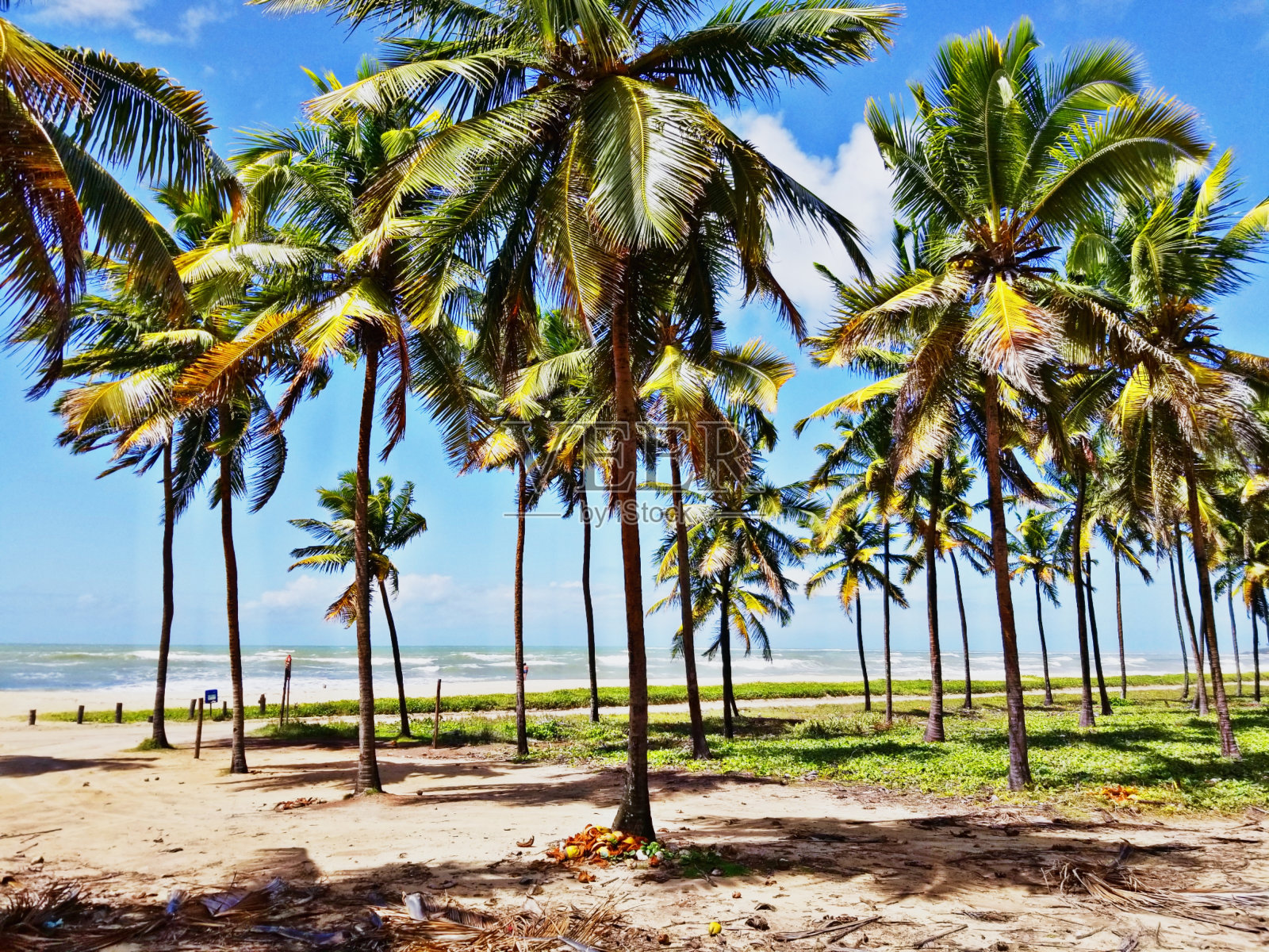 海滩上的棕榈树照片摄影图片