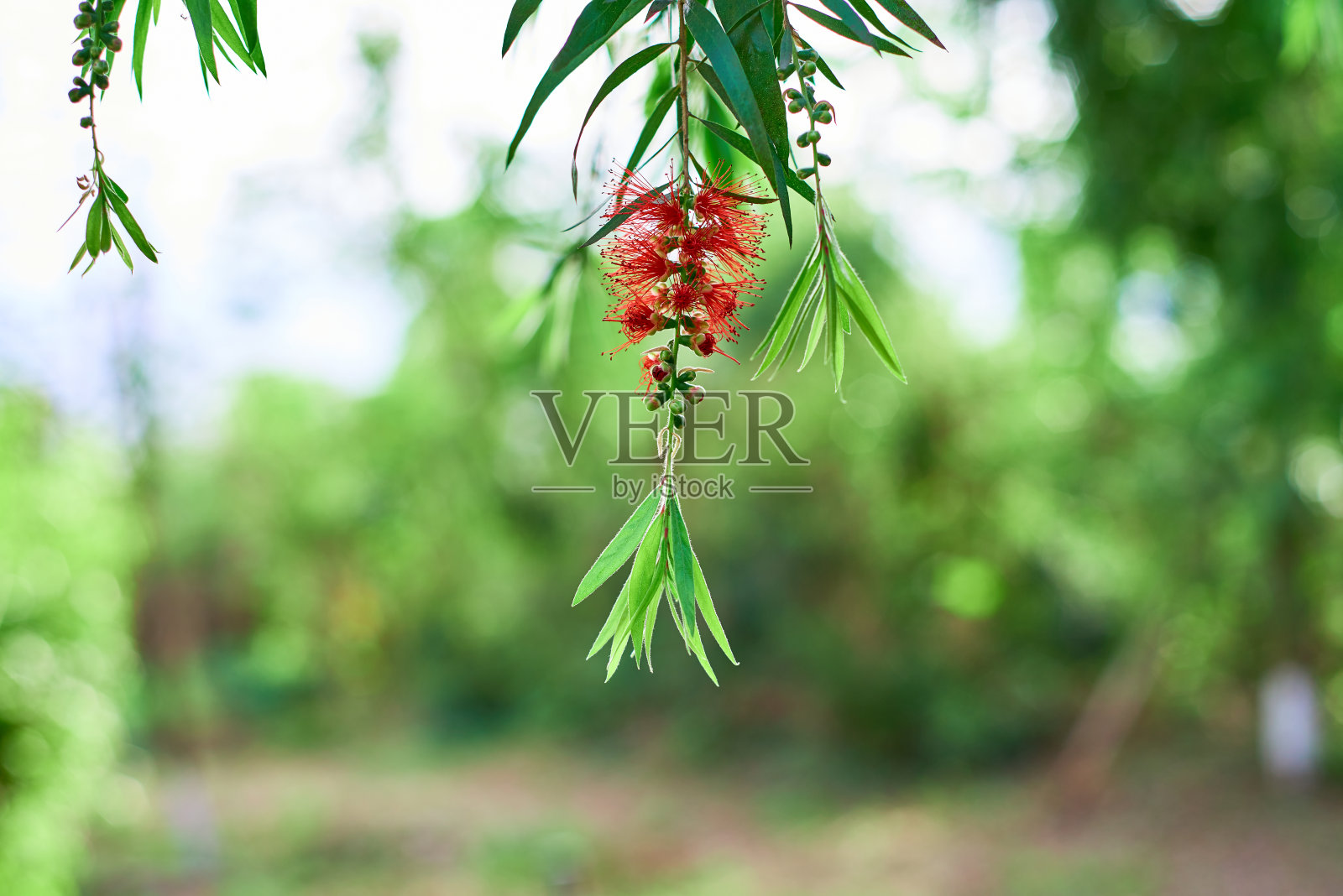 石菖蒲，红色花照片摄影图片