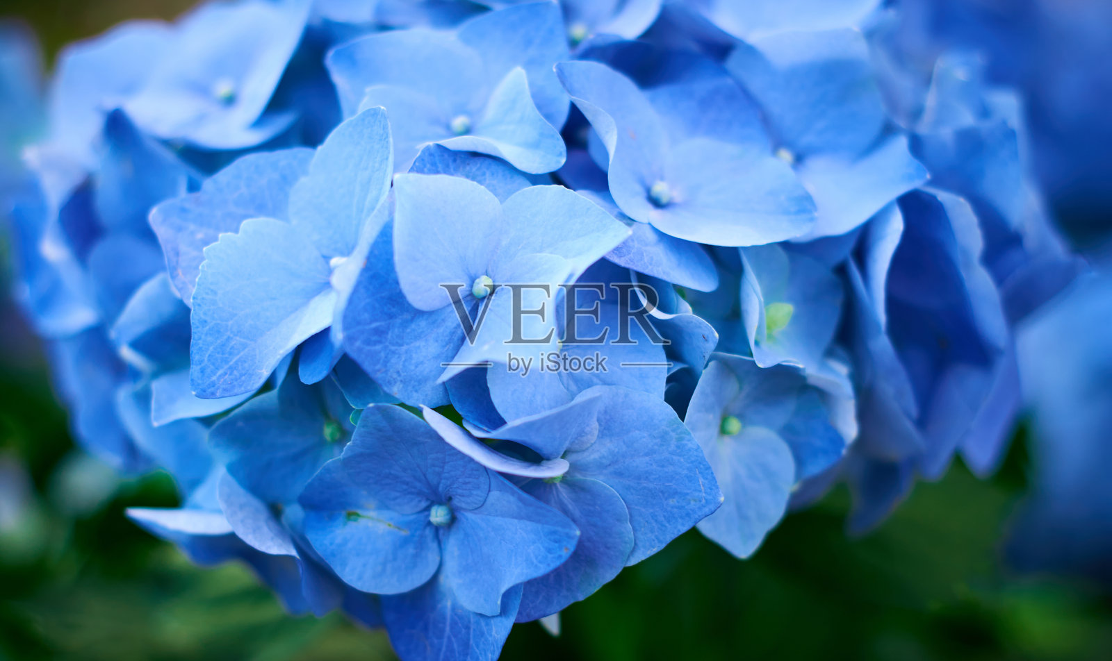 花园里盛开着蓝色的绣球花照片摄影图片