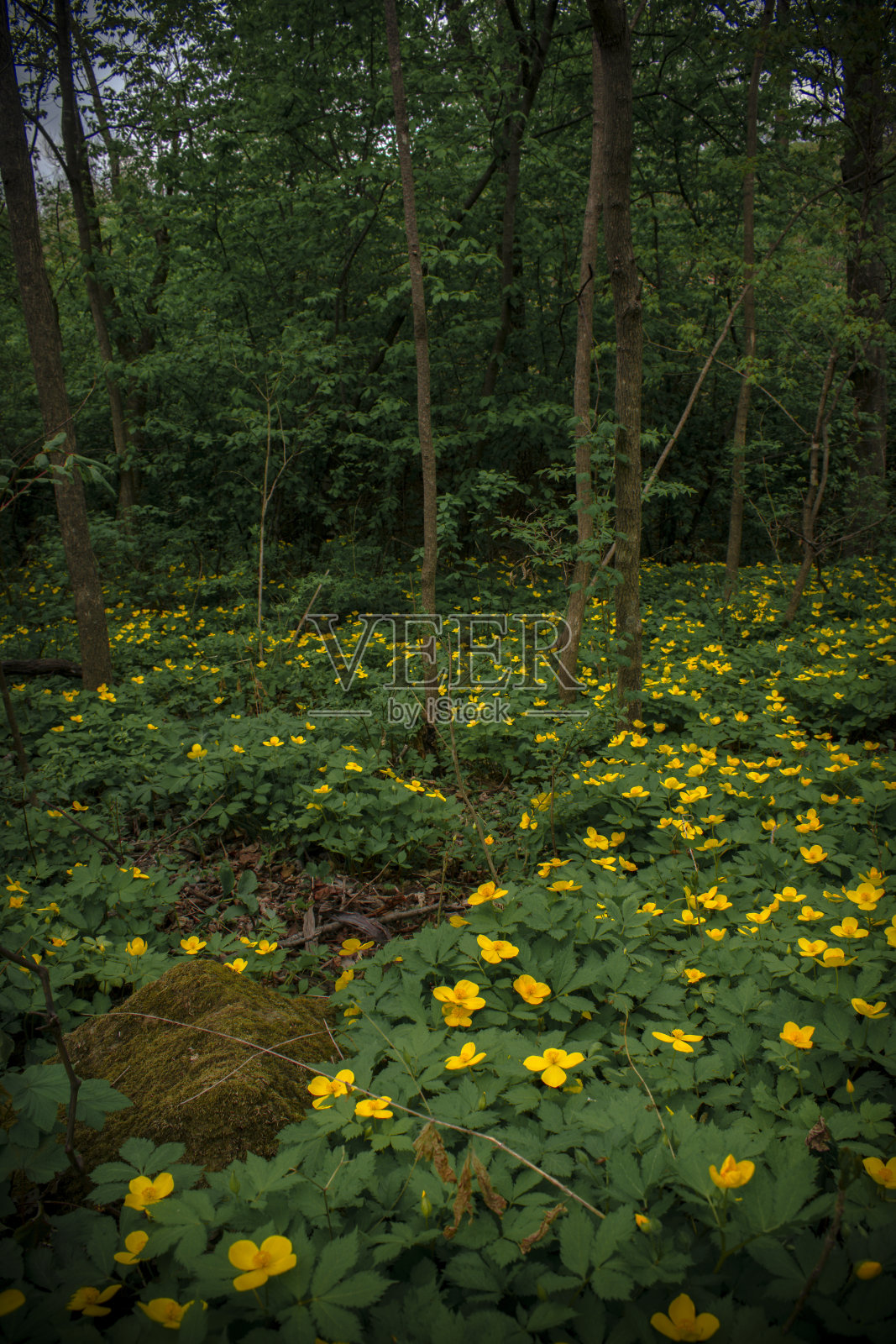 森林里开满黄花的空地。Chylomecon。远东地区特有的。照片摄影图片