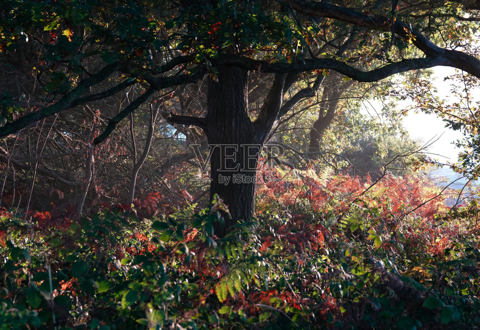 清晨阳光下美丽的秋日林地景色。照片摄影图片