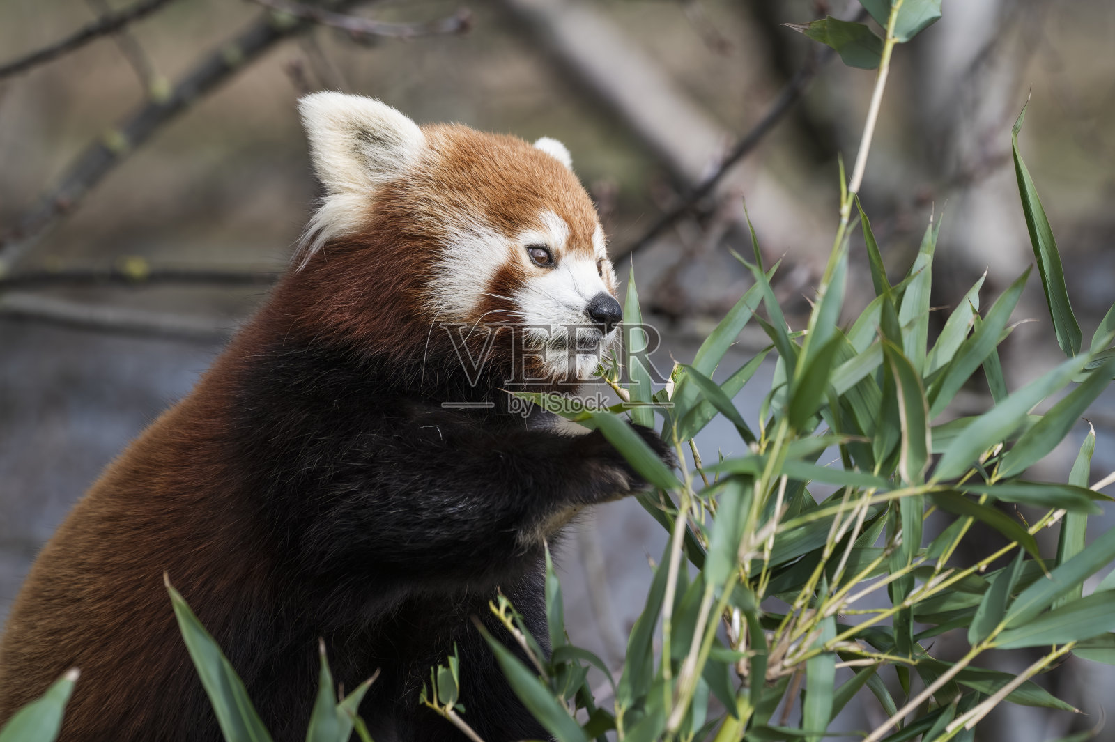 小熊猫吃竹笋照片摄影图片