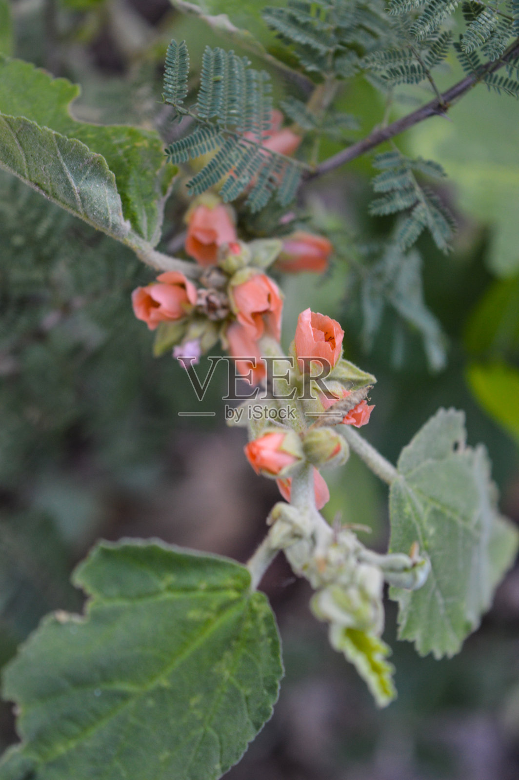 绿色背景上的野花照片摄影图片