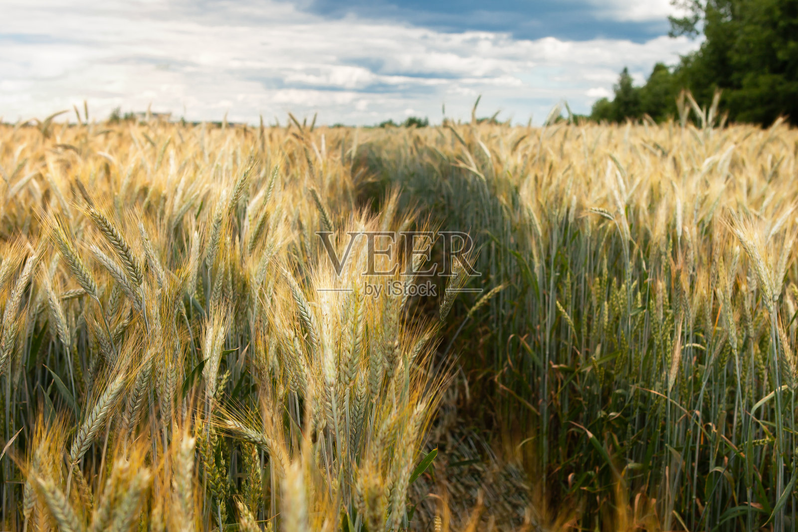 夏日多云的天空下，在成熟的黑麦地里走着一条小路。照片摄影图片