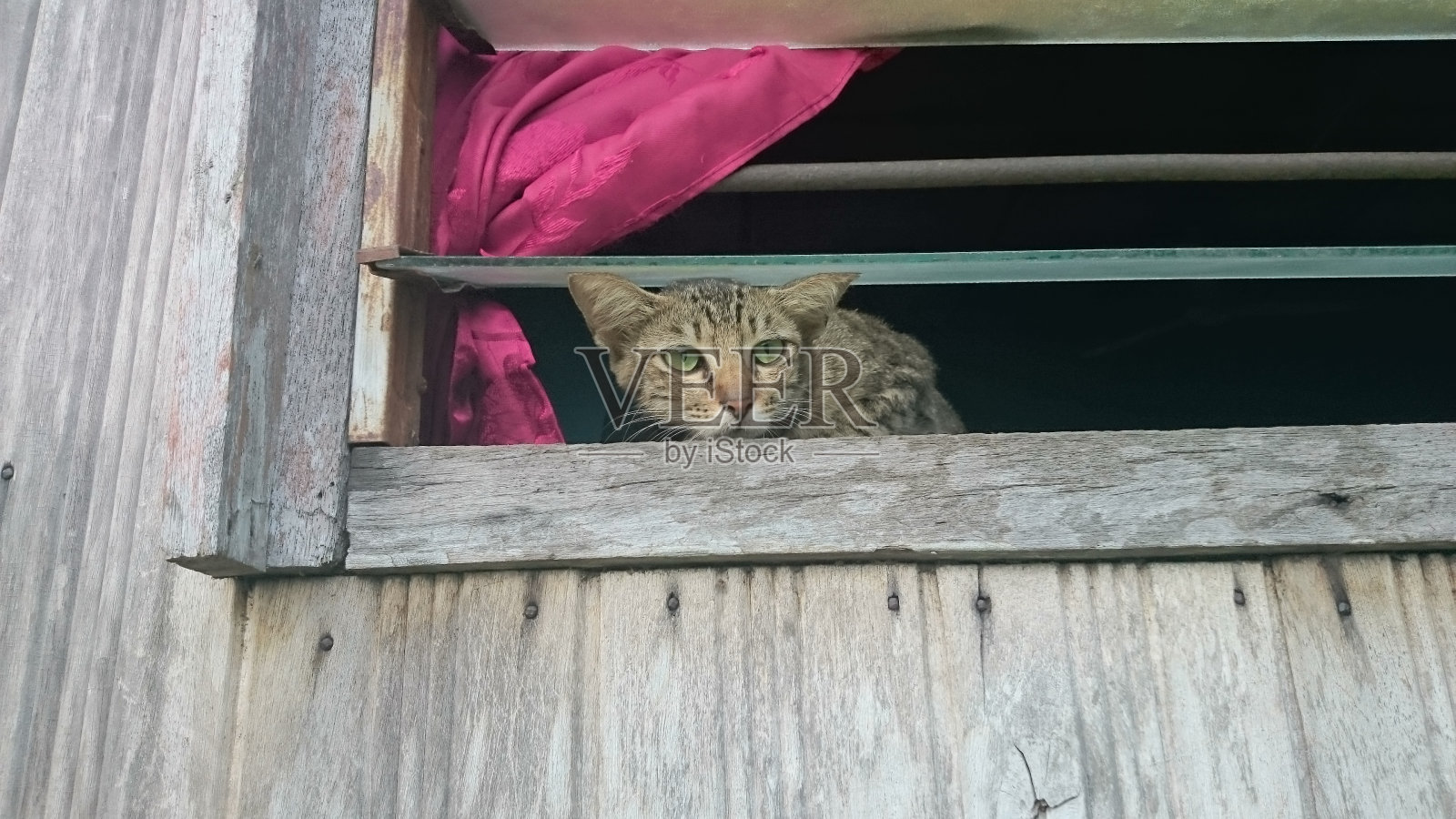 好奇的猫在老村的窗口-异想天开的魅力和猫的恩典照片摄影图片