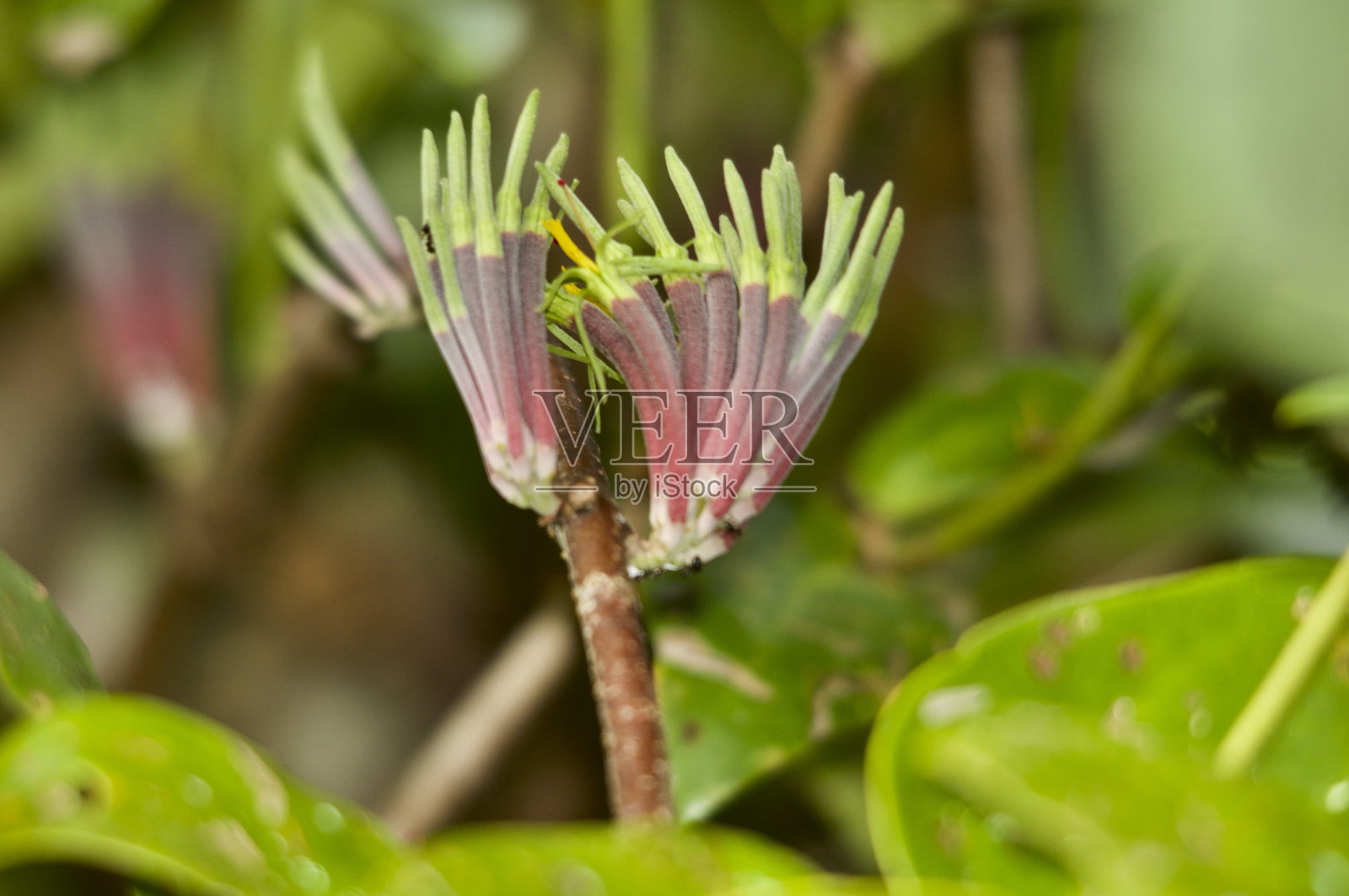 喀斯特地区野生动物的各种颜色和图案照片摄影图片