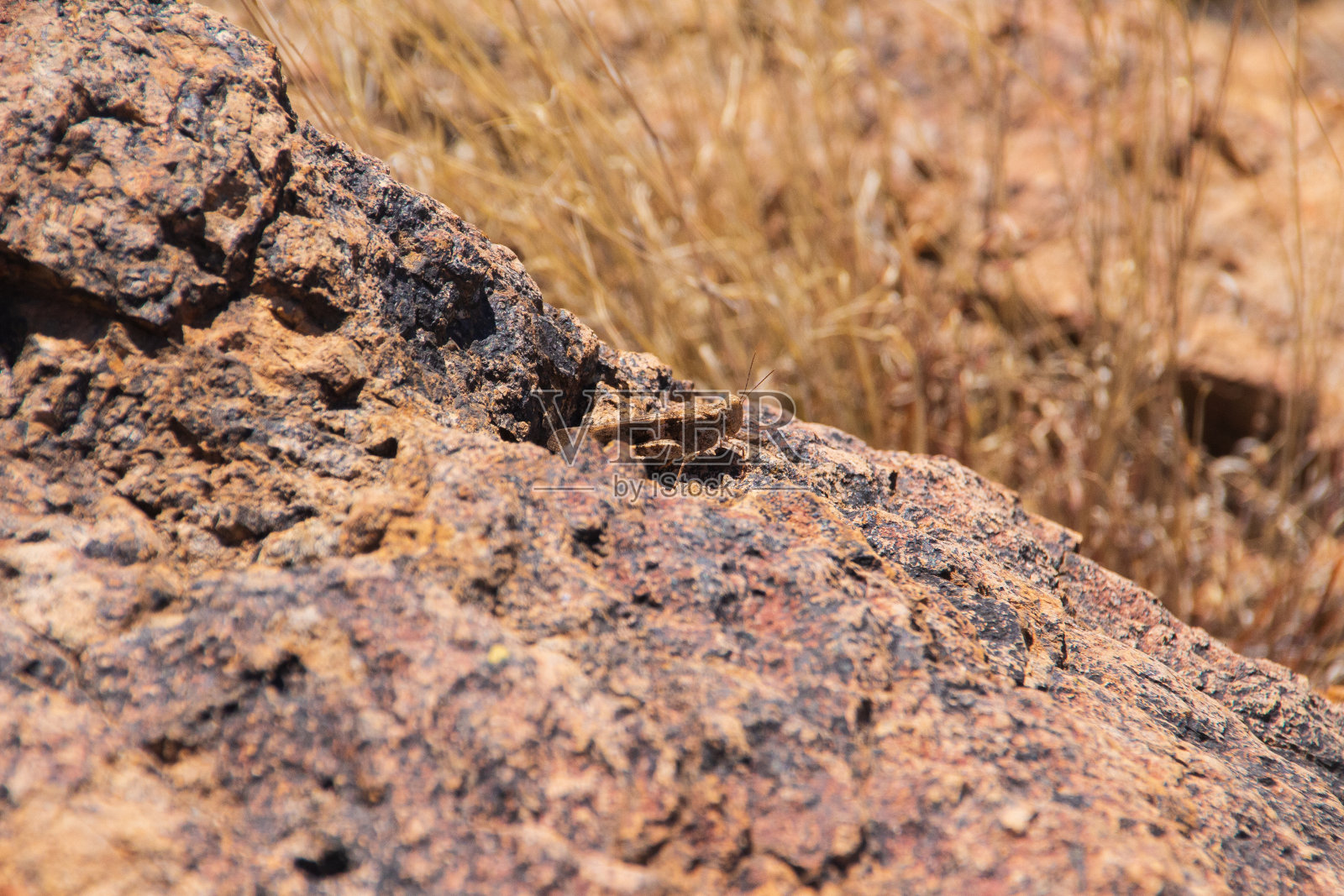 淡翅草蜢照片摄影图片