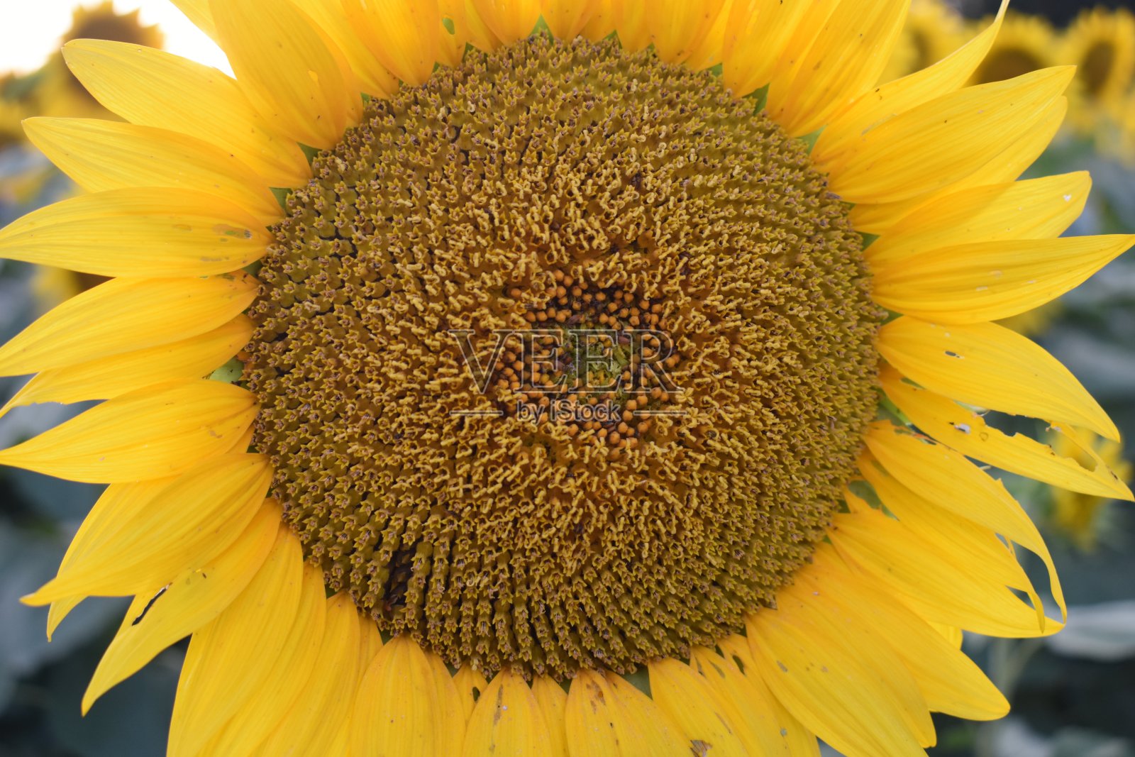 美丽的堪萨斯向日葵盛开照片摄影图片