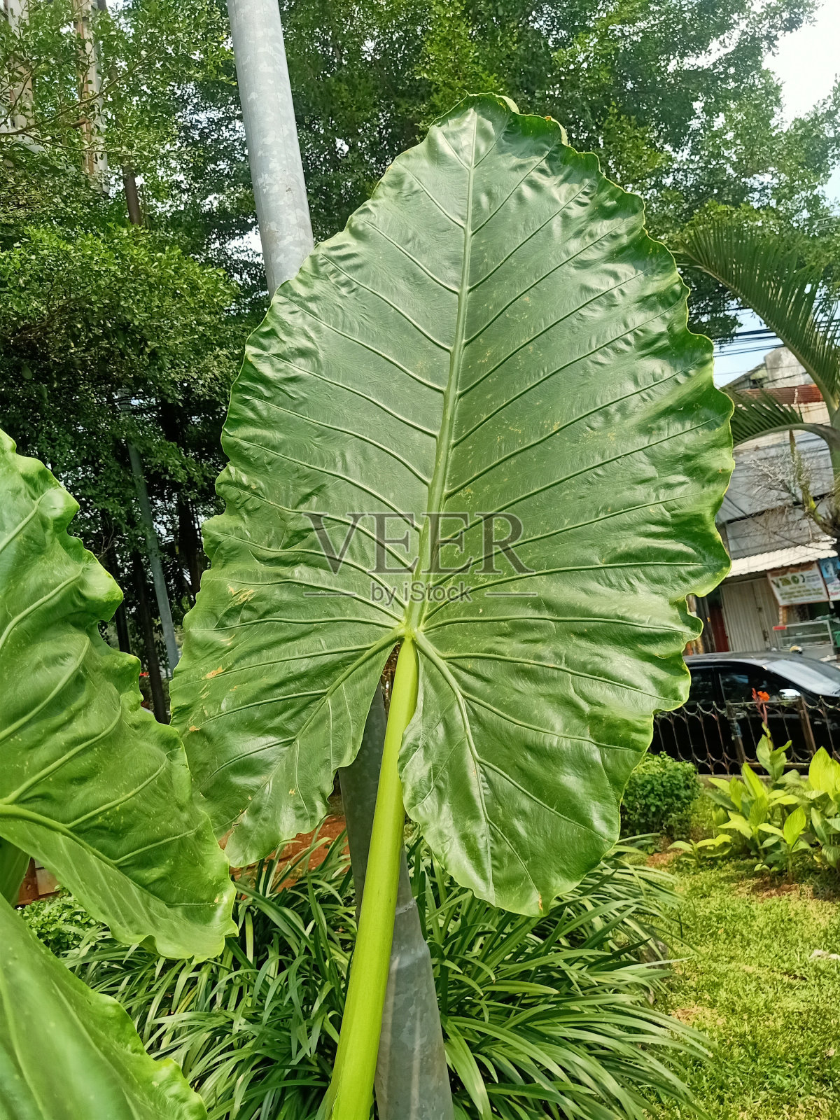 巨型芋头植物特写照片摄影图片