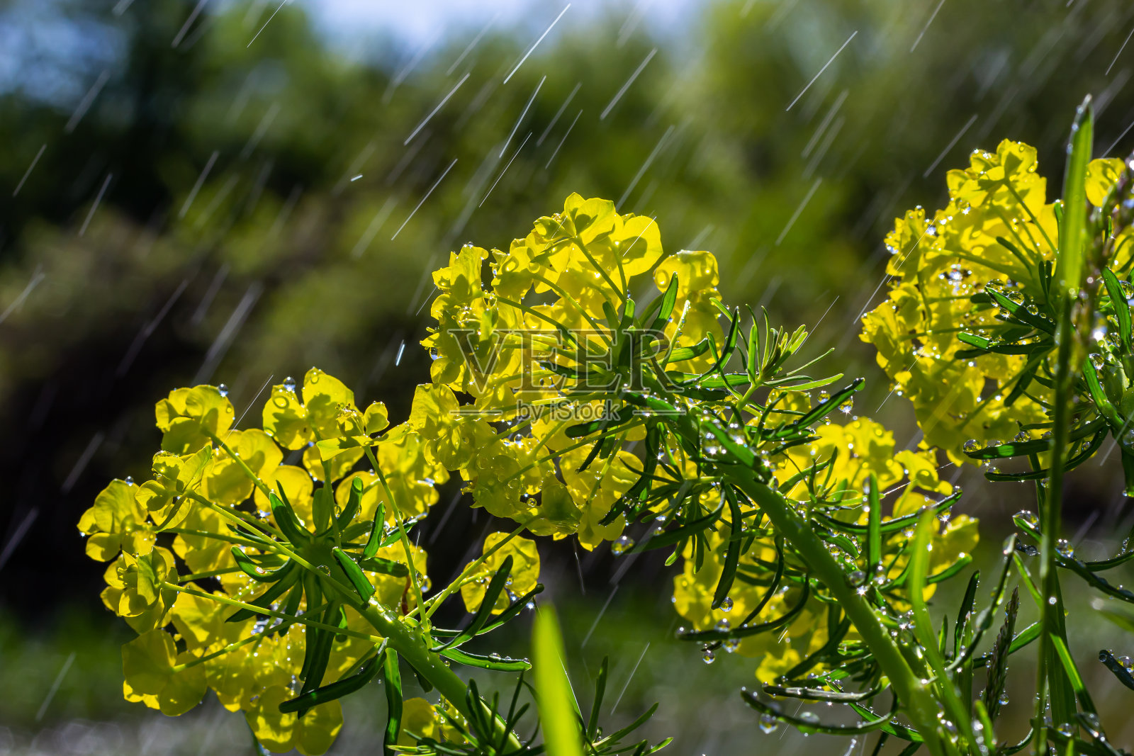 大戟、柏树小枝花偏绿，特写选择性聚焦照片摄影图片