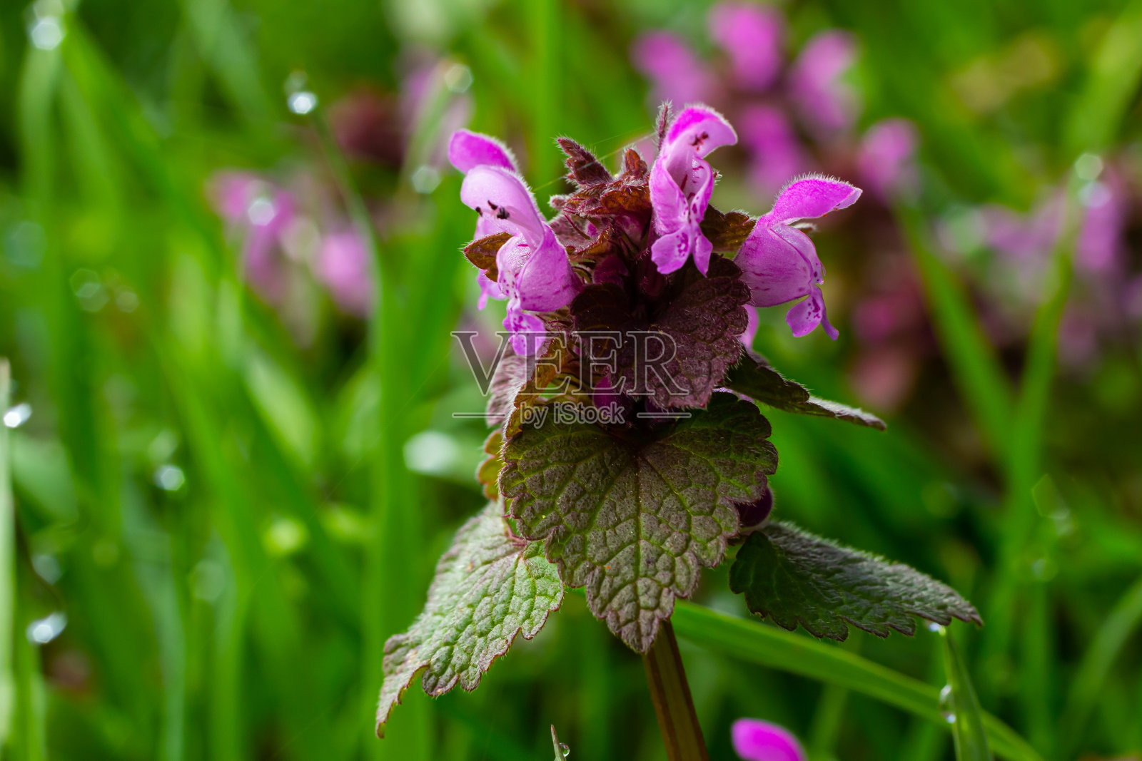 在森林中盛开的聋荨麻，紫荨麻。春天紫色的花与叶子紧密相连照片摄影图片