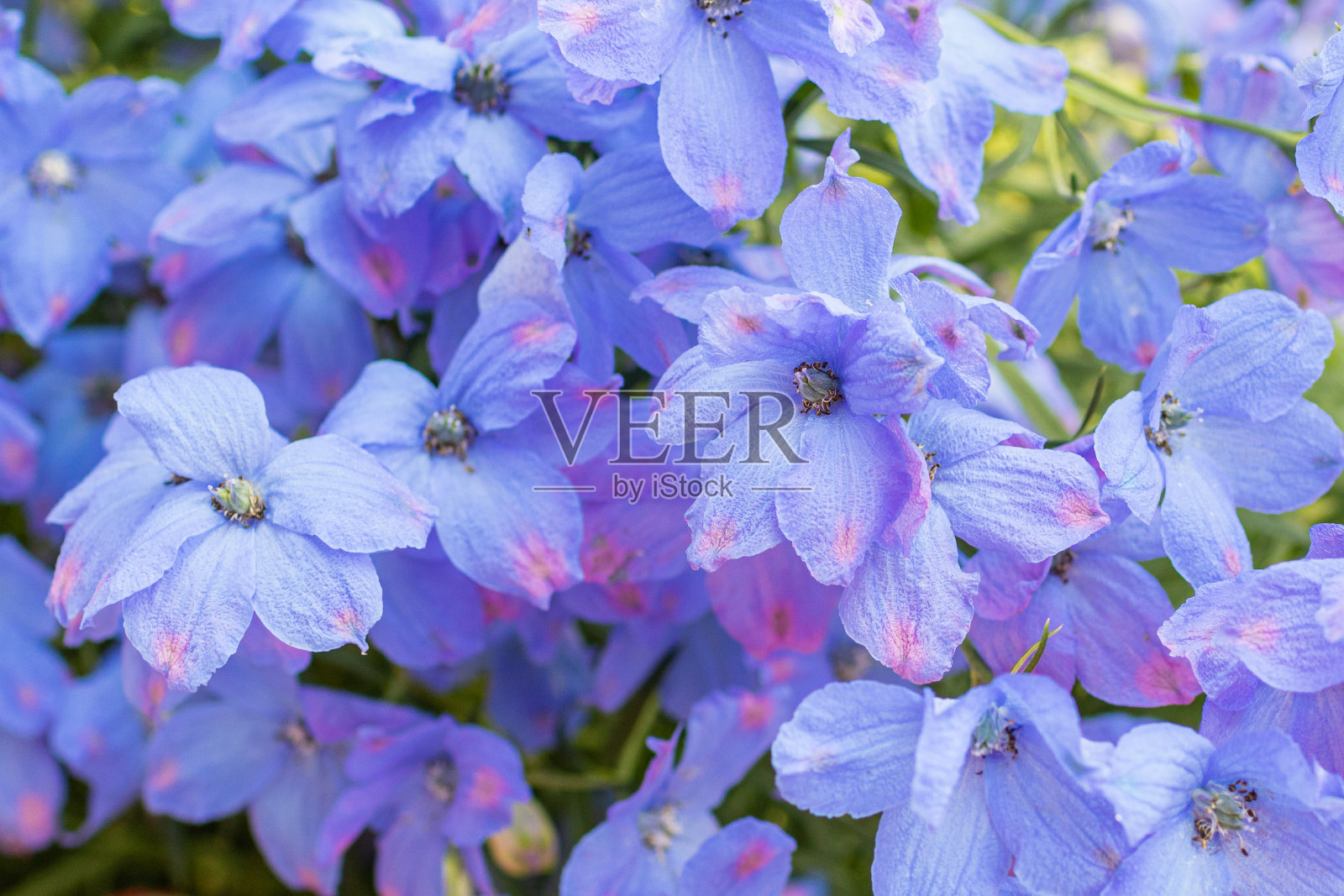 花坛上盛开的飞燕草。紫色的花照片摄影图片