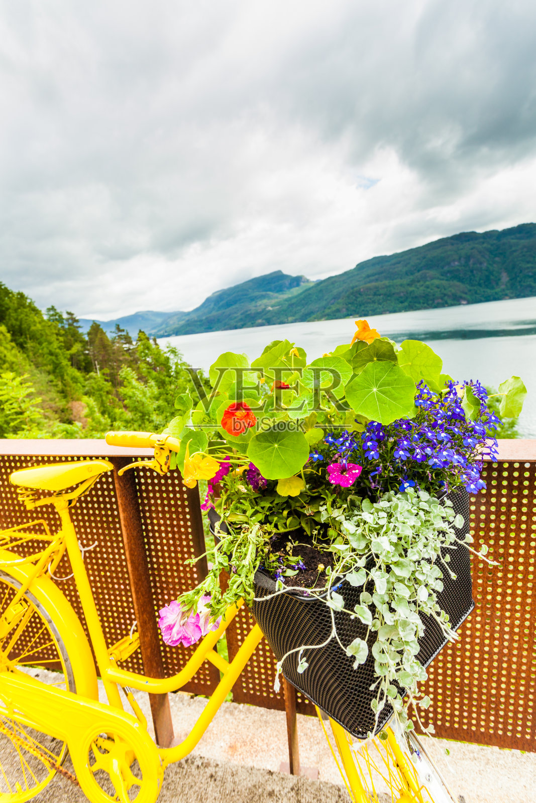 带着鲜花和挪威峡湾的自行车照片摄影图片