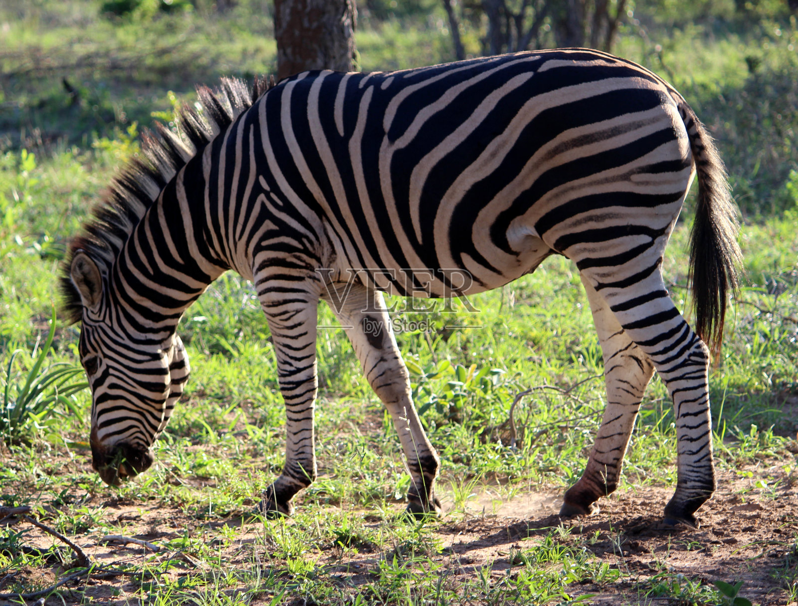波切尔的斑马(Equus quagga burchellii)在自然环境中:(图片来源:Sanjiv Shukla)照片摄影图片