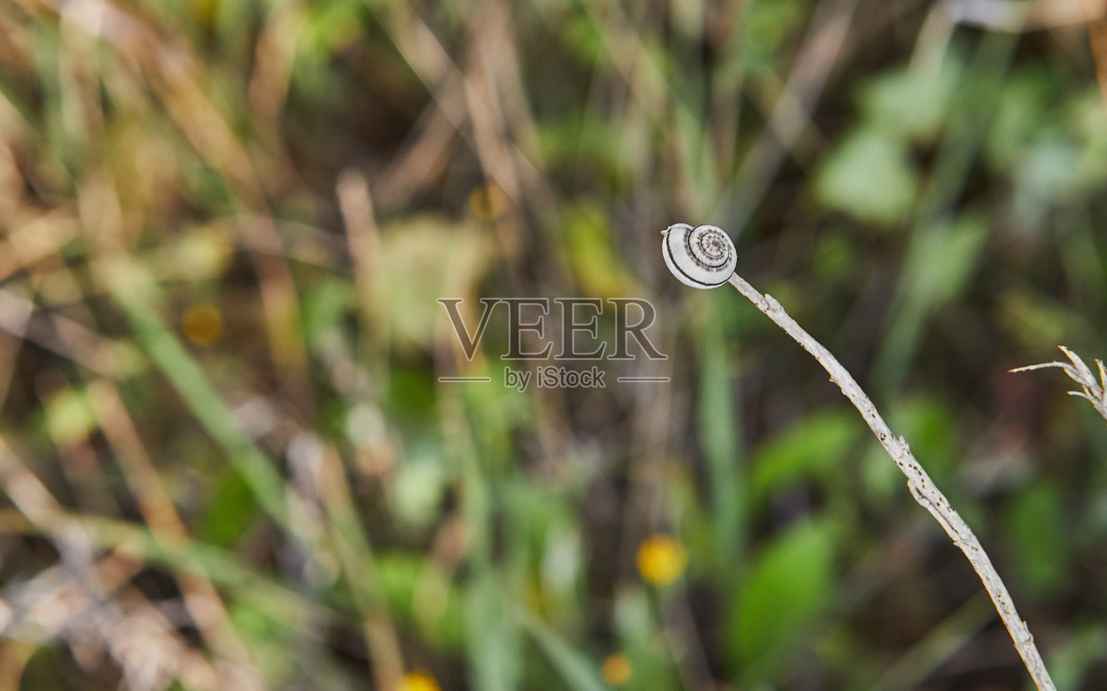 森林蜗牛在树枝上，背景是散景中的草照片摄影图片