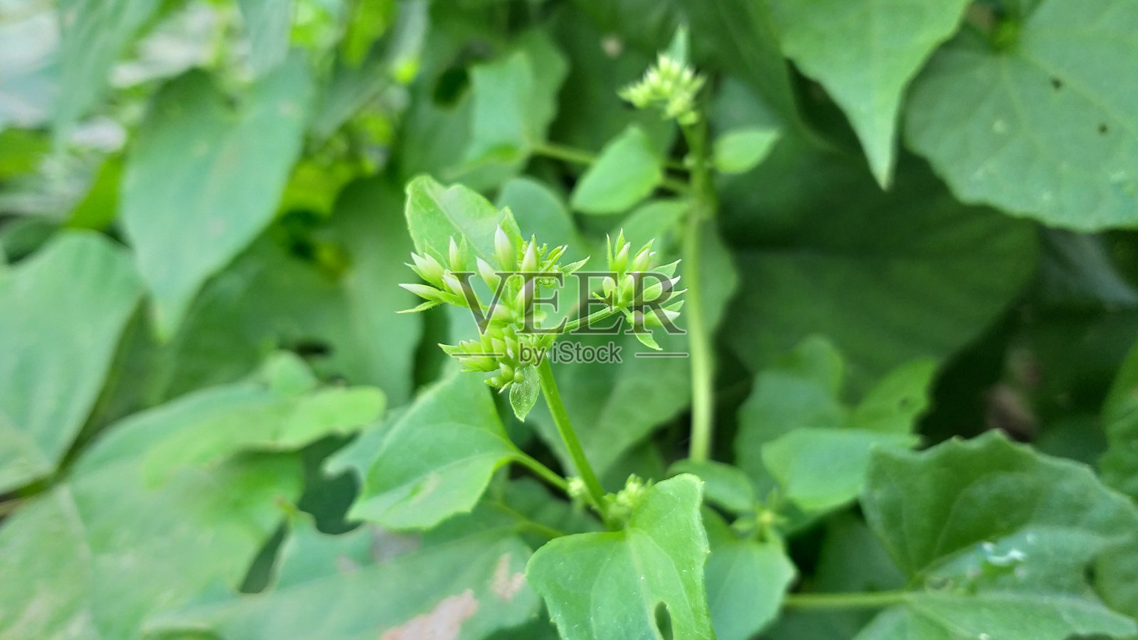 美丽的花草照片摄影图片