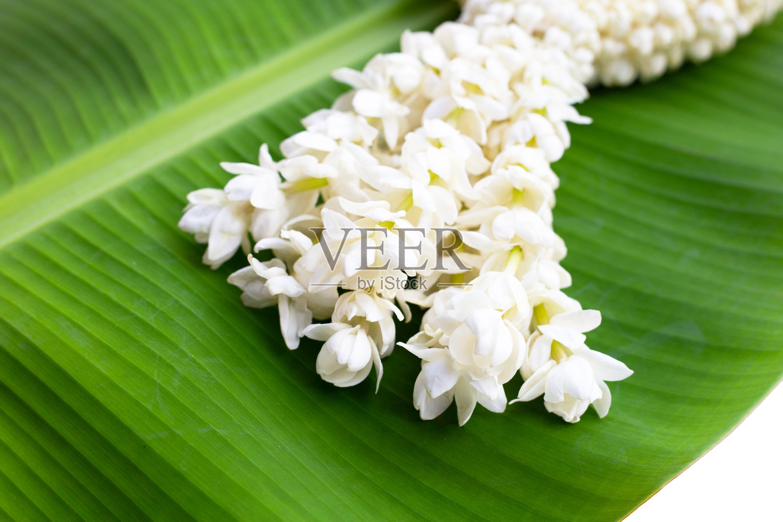 泰国白色茉莉花花环照片摄影图片