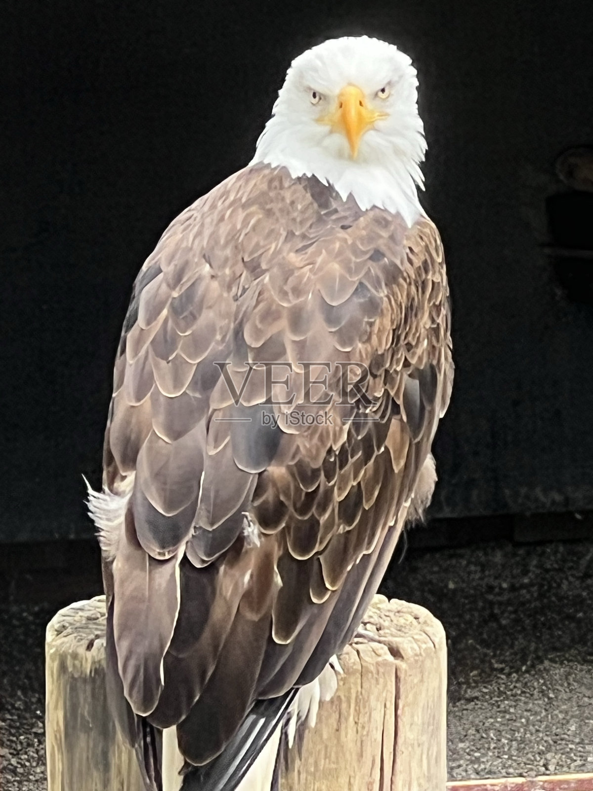 鹰照片摄影图片