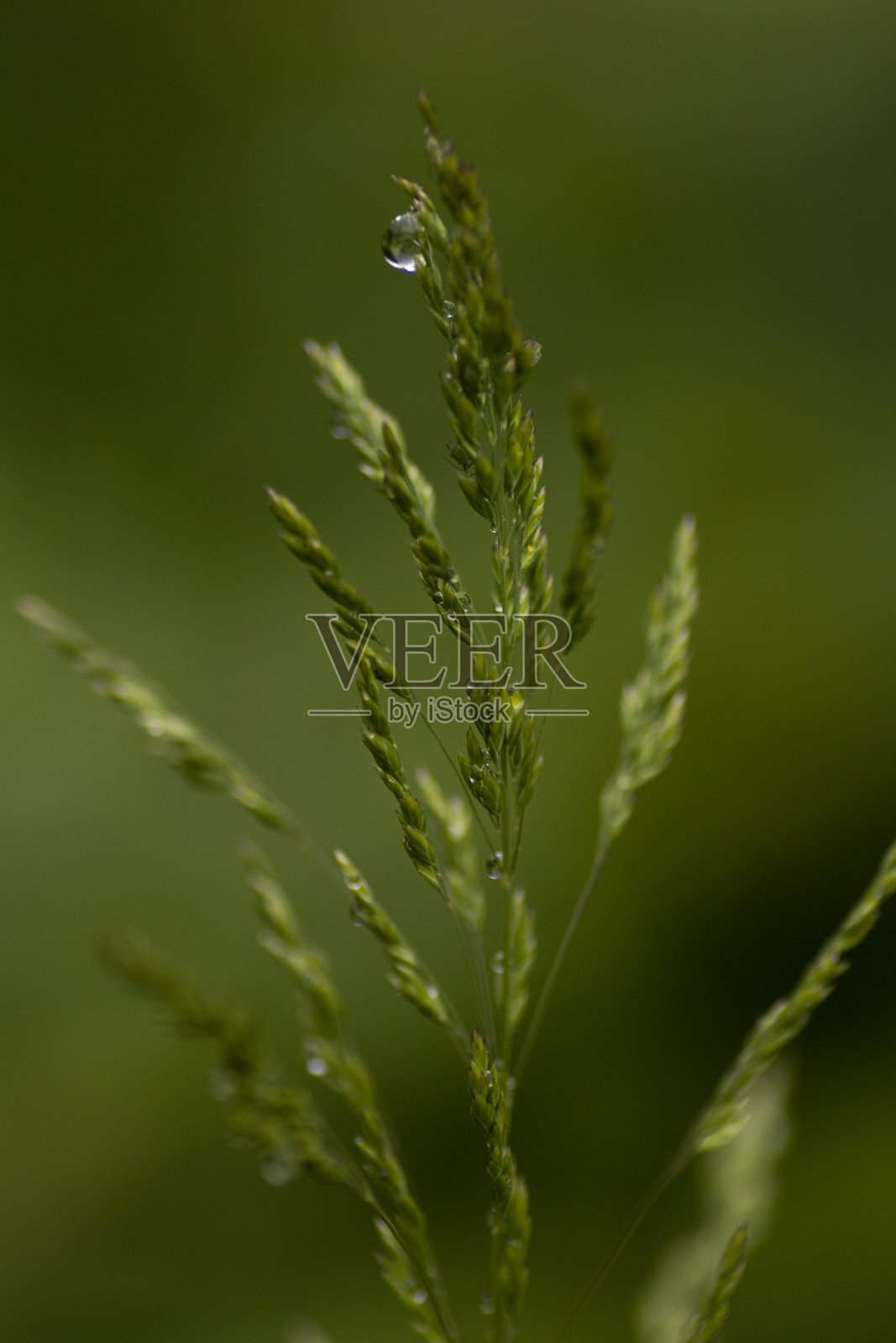 草花和水滴在绿色模糊的背景照片摄影图片