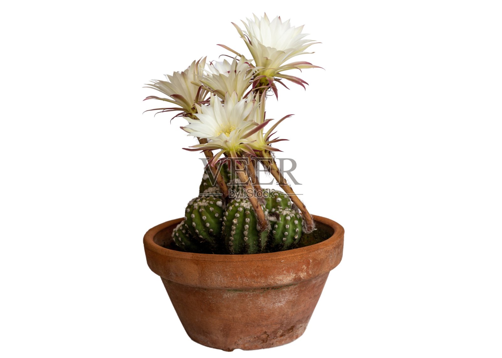 仙人掌花在白色背景上的特写照片摄影图片