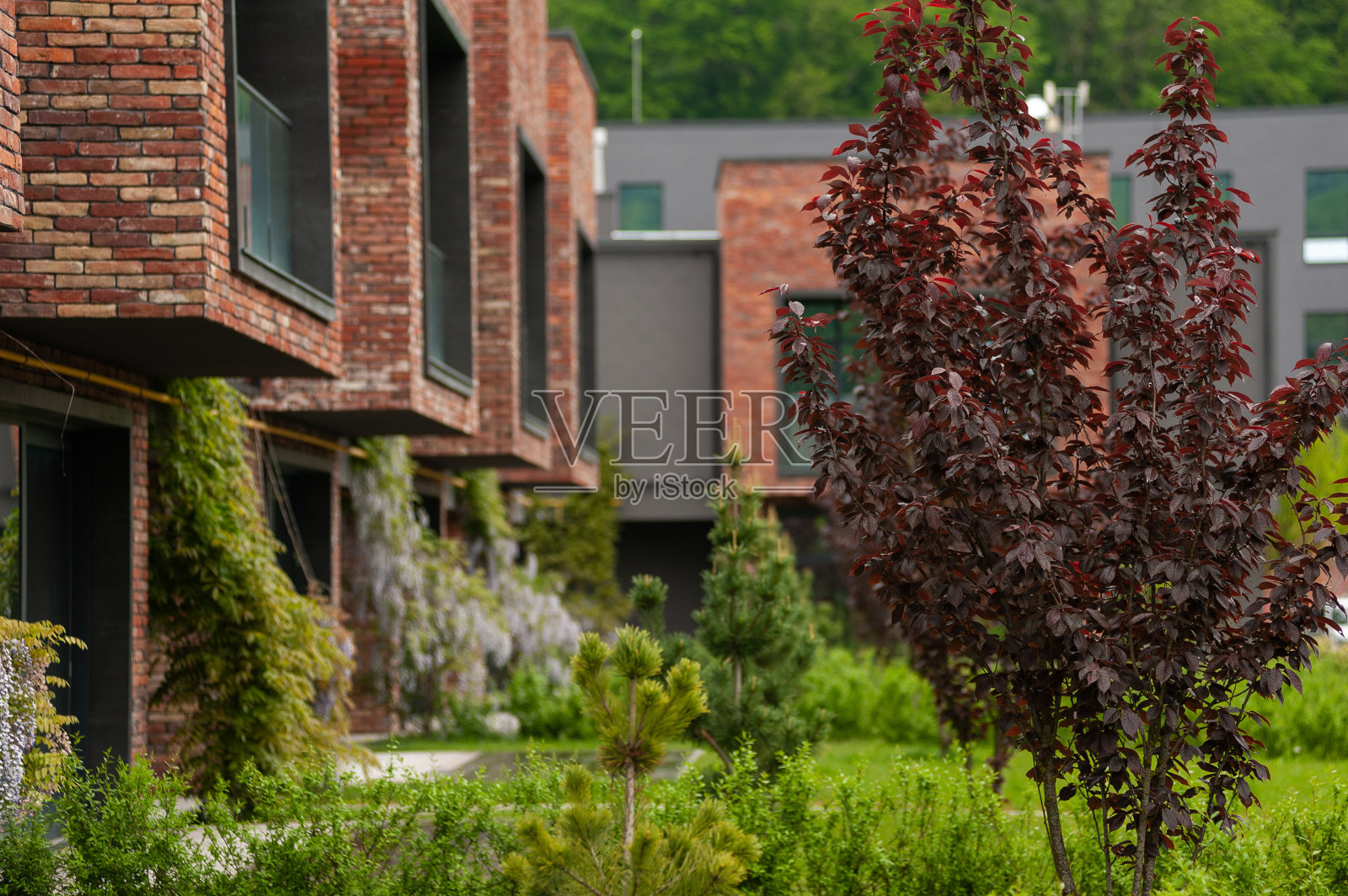 景观设计中的观赏植物。英语的后院。现代建筑。照片摄影图片