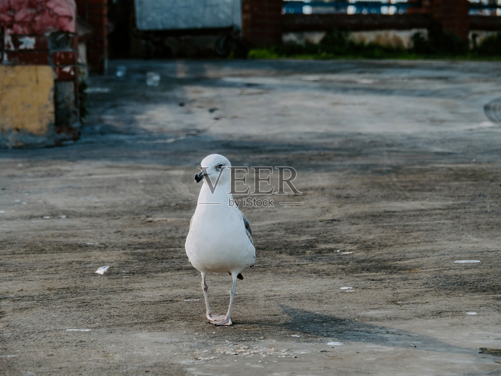 海鸥沿着码头散步照片摄影图片