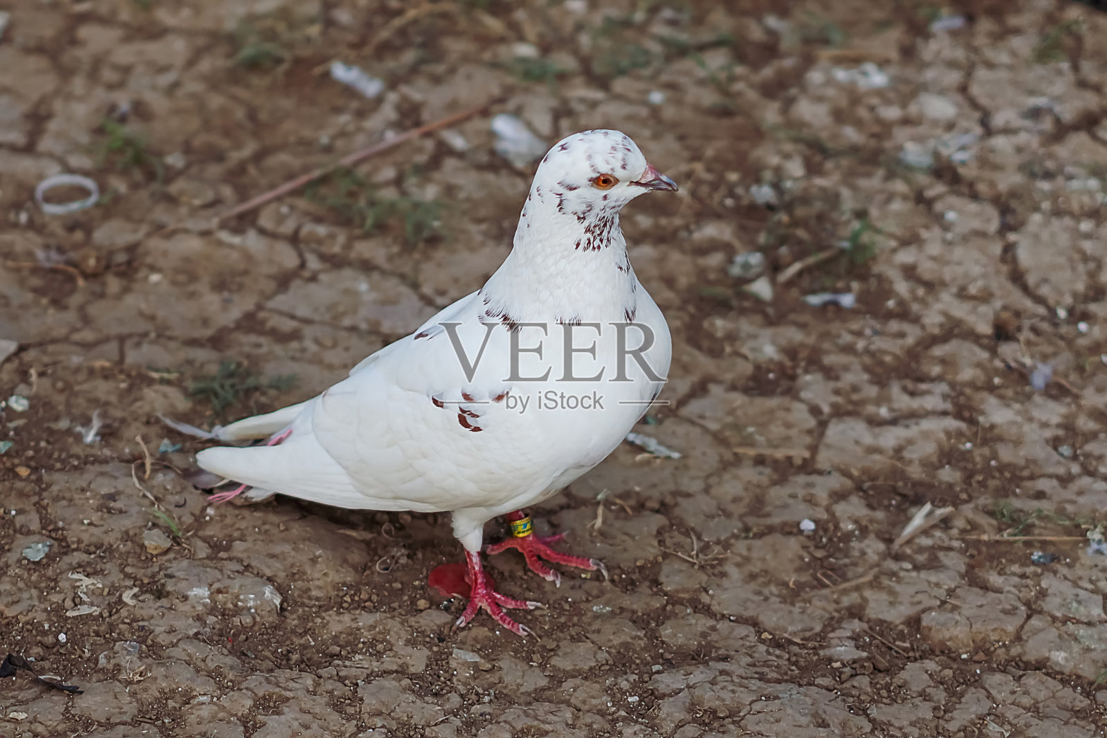 鸽子在地上。鸽子的地位。背景模糊的鸽子或鸽子。照片摄影图片