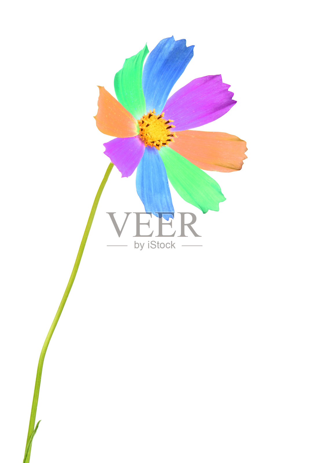 粉红色的宇宙花孤立在白色上照片摄影图片