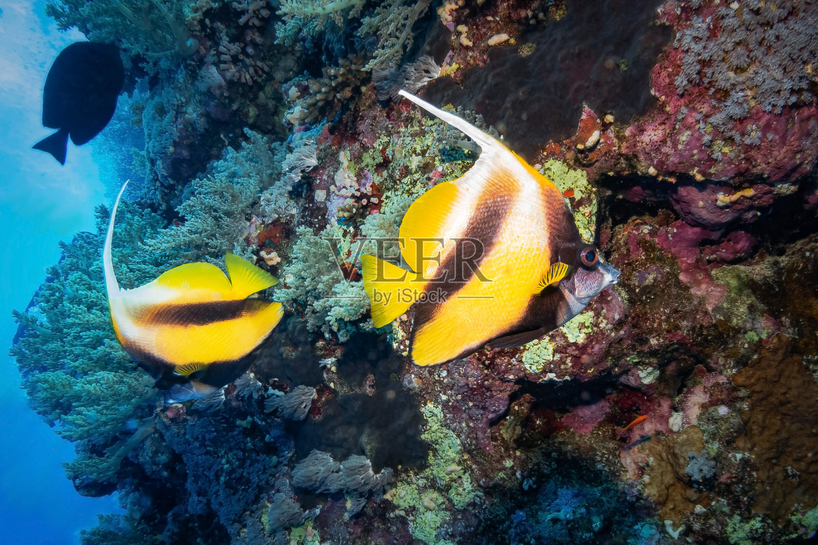 红海丝蝴蝶鱼，红海，埃及照片摄影图片