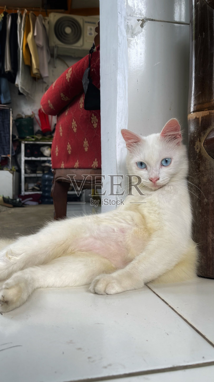 一只白猫倚在竹椅腿上照片摄影图片