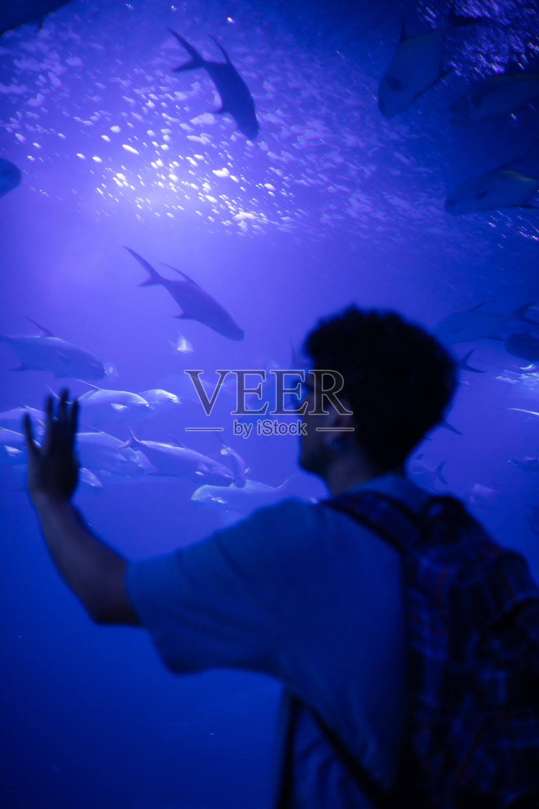 水族馆里漂亮的鱼照片摄影图片