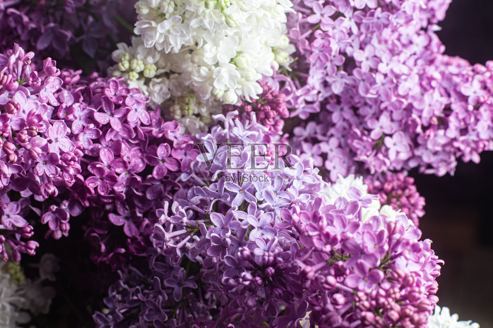 美丽的紫丁香花束不同品种的特写照片摄影图片