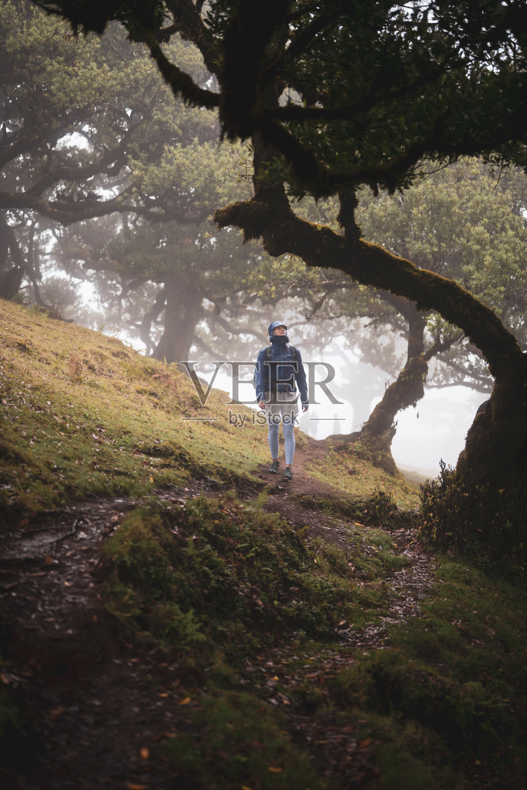 一个背包客穿着防雨的衣服走在一个神秘的雾蒙蒙的森林里，有巨大的月桂树。法纳尔森林，马德拉岛，葡萄牙，欧洲。照片摄影图片