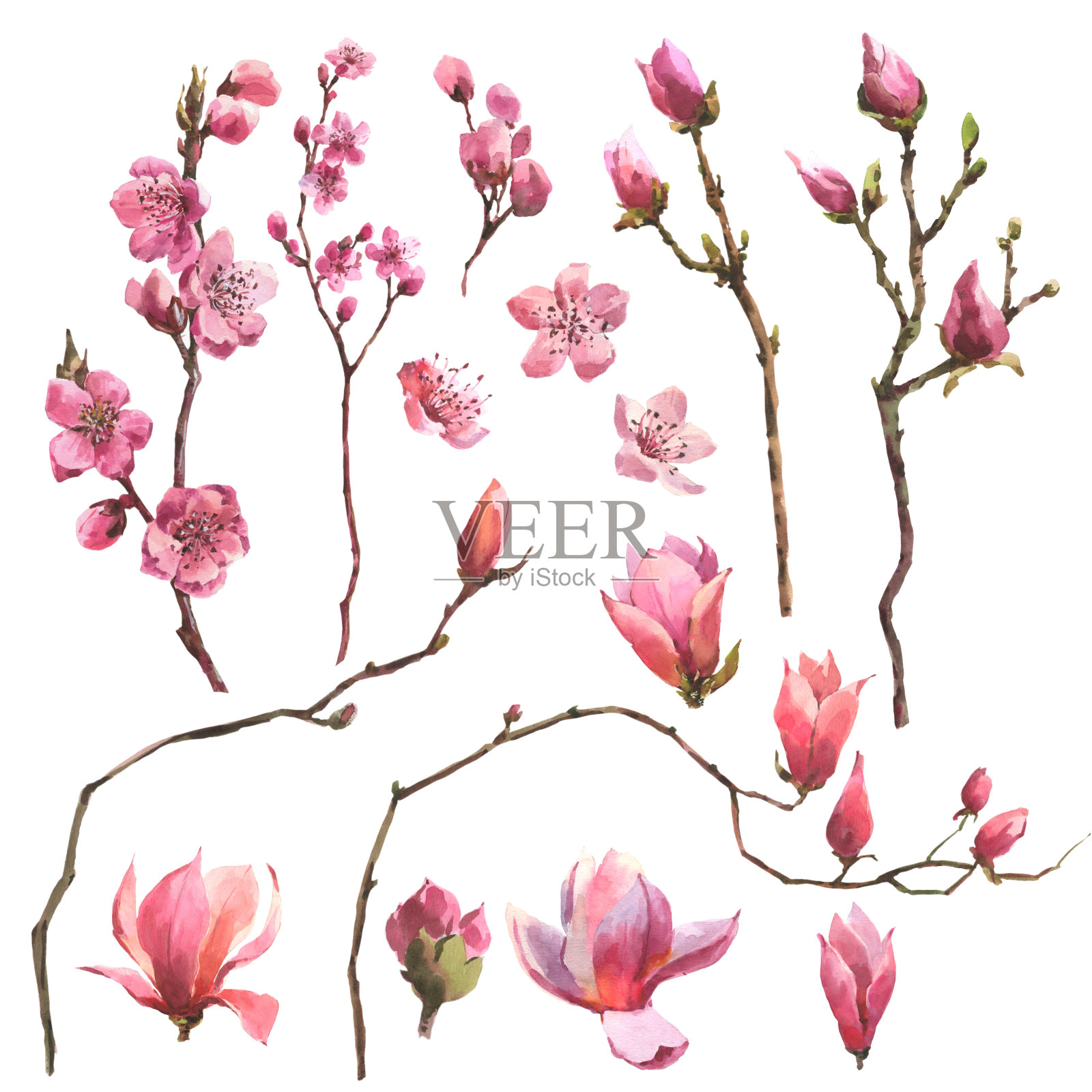 水彩画枝樱，粉红色的樱花树和木兰花设置孤立的白色背景插画图片素材