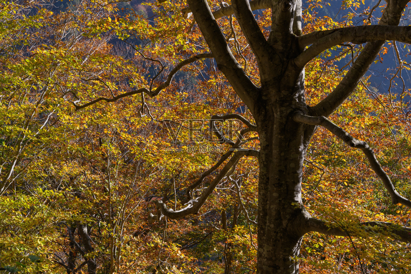 谷川山日本山毛榉的秋叶照片摄影图片