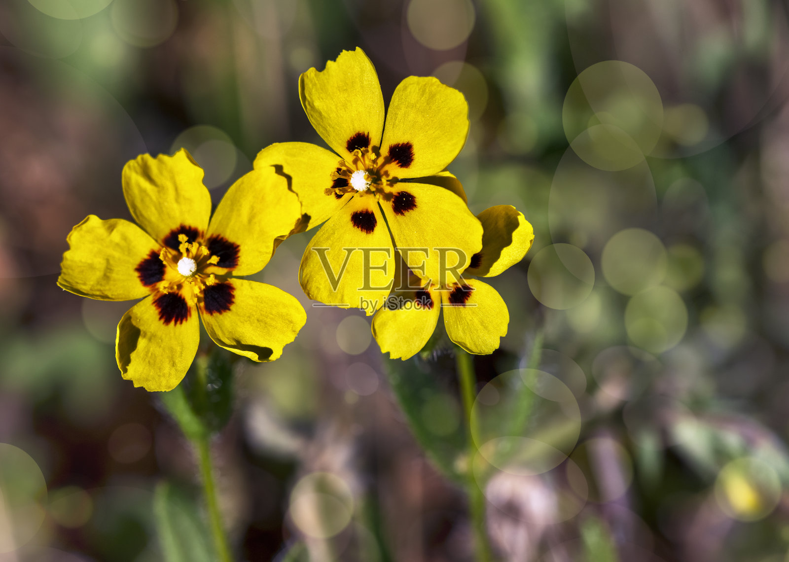 Turmera草照片摄影图片