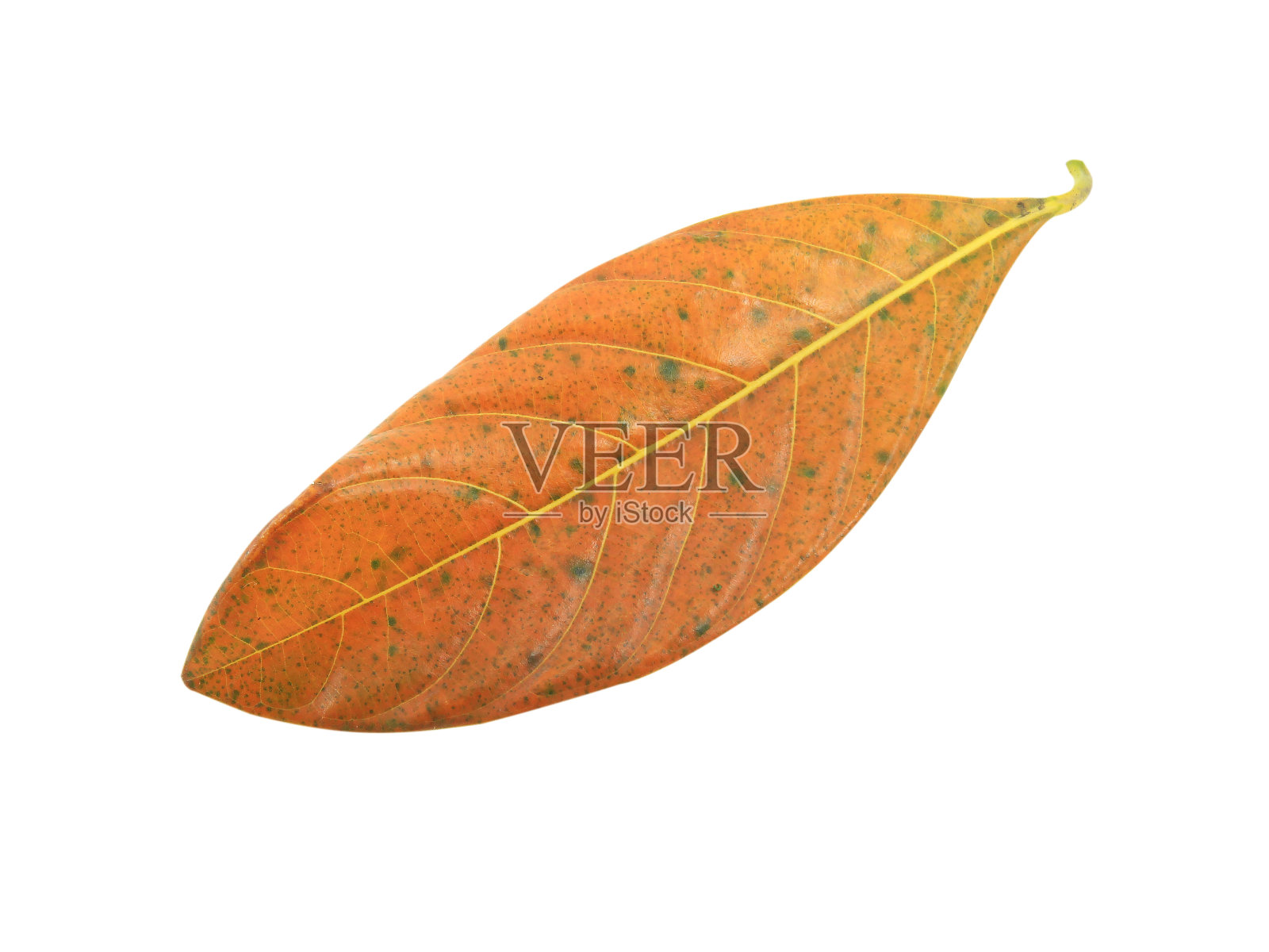 干叶在白色黑底。照片摄影图片