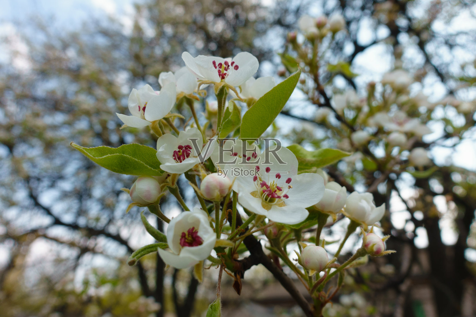 4月，梨树的白花和花蕾开了一半照片摄影图片
