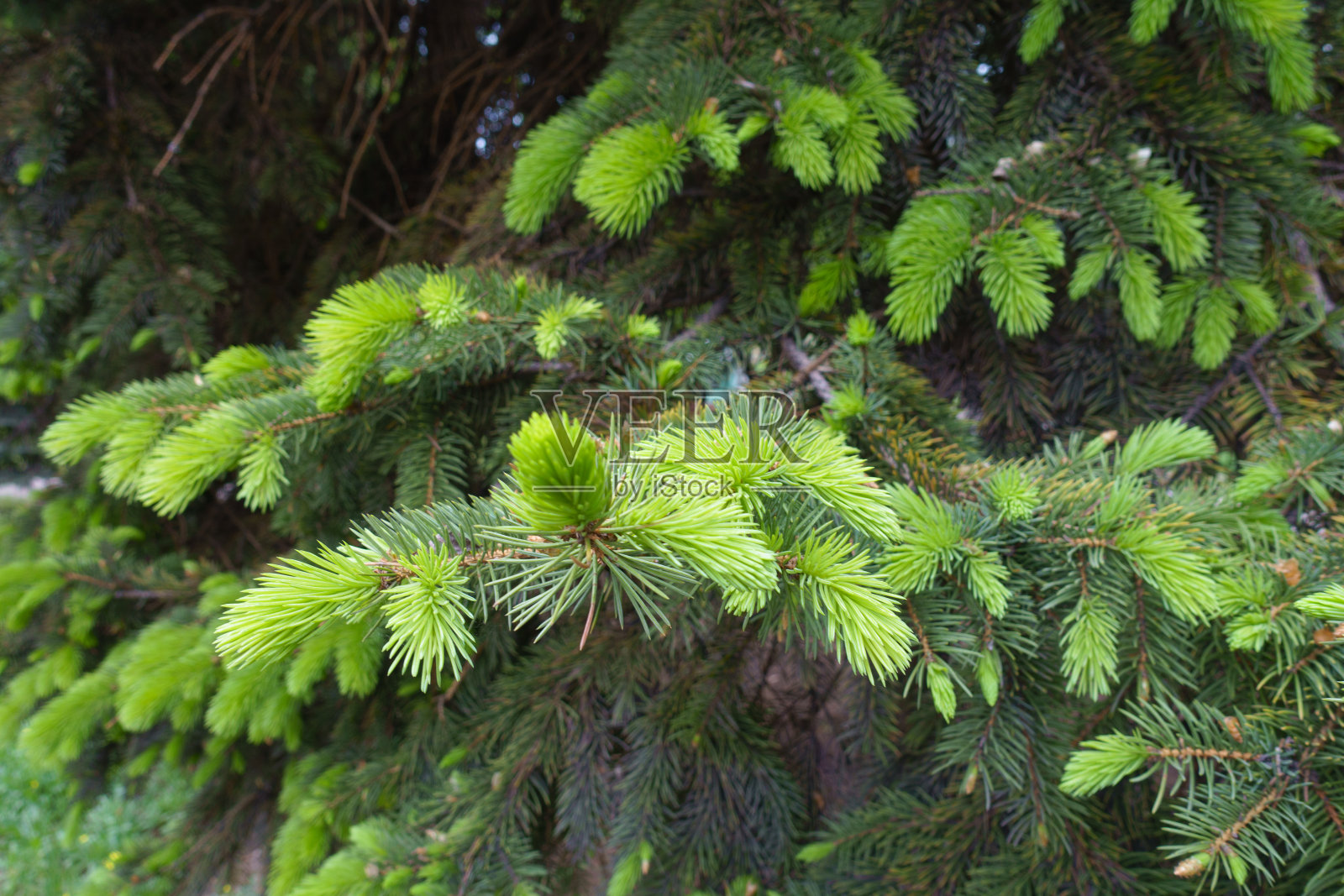 五月中旬，塞尔维亚云杉树枝上的新鲜生长照片摄影图片